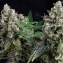 Auto Tutankhamon Feminised Pyramid Seeds